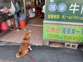 狗狗在试吃摊位前迟迟不肯走 贪吃柴犬讨肉记