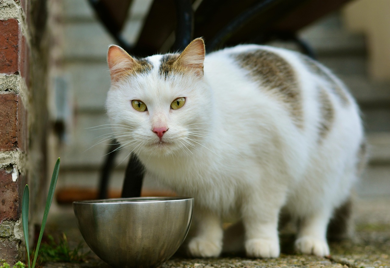 一个吃饱全家不饿的生肖—猪