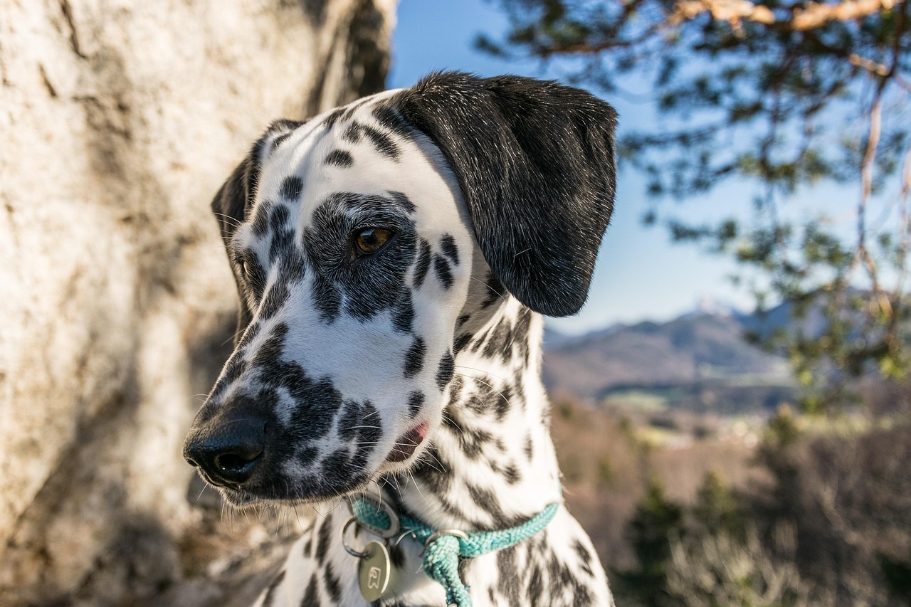 5万悬赏的爱犬意外被流浪狗收养，一段特殊的重逢之旅