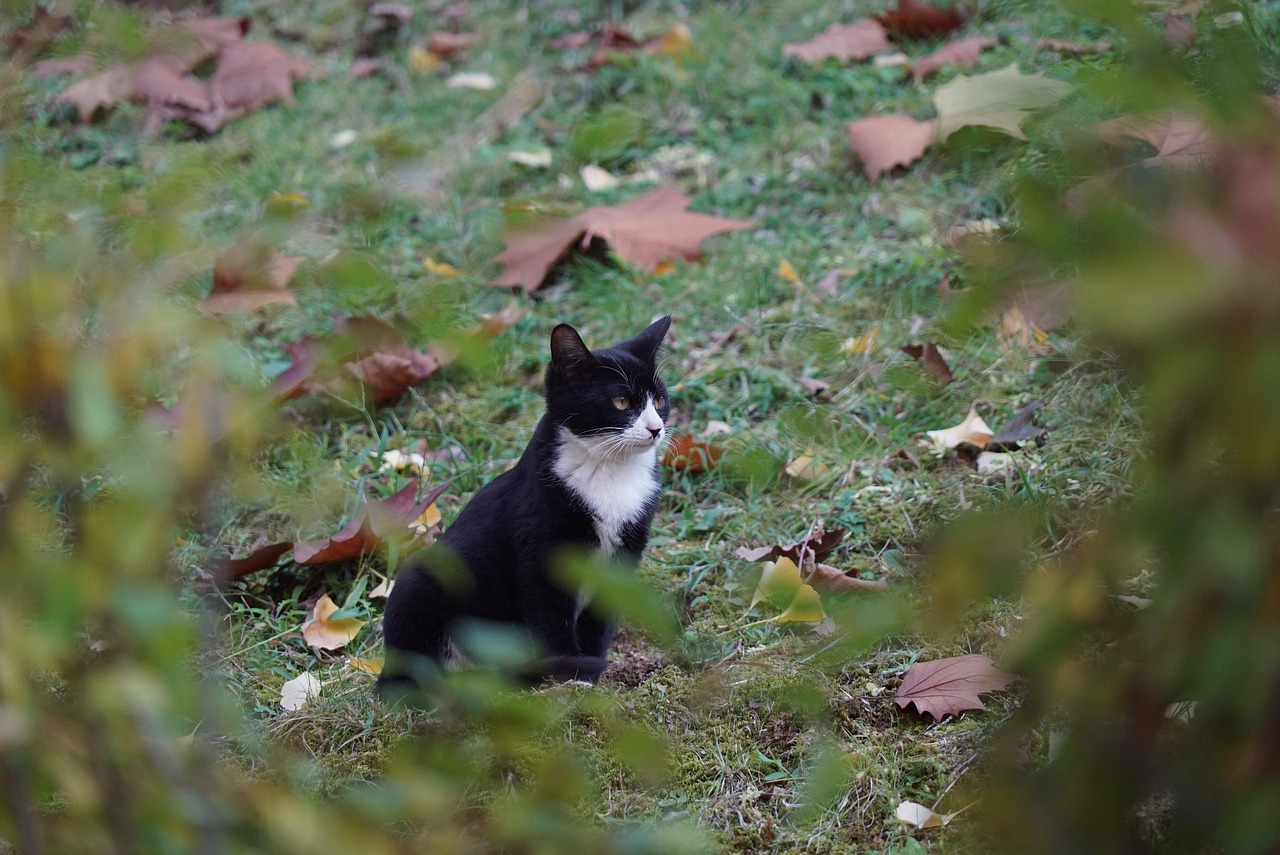 北京景山公园网红橘猫，疯狂合影背后的故事